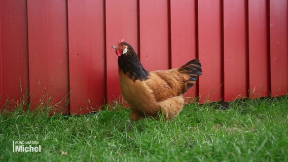 Ein Huhn spaziert auf einer Wiese eine rote Wand eintlang. © Screenshot 