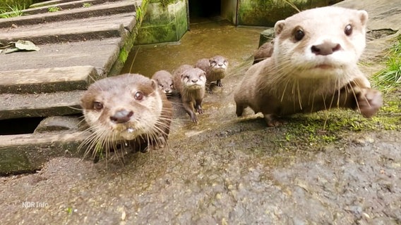 Eine Zwergotter-Familie erkundet ein Zoogehege. © Screenshot 