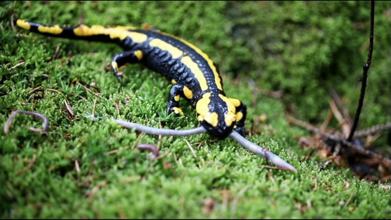 Ein Feuersalamander verspeist einen Regenwurm. © Screenshot 