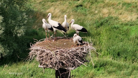 Störche in ihrem Nest. © Screenshot 
