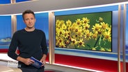 Moderator Jan Starkebaum im Studio. © Screenshot 