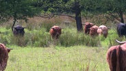 Schottische Hochlandrinder weiden auf einer von hohem Gras und Bäumen bewachsenen Wiese. © Screenshot 