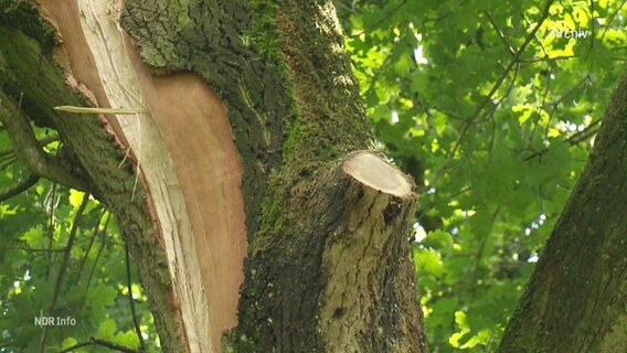 Ein beschädigter Baum, der von einem Blitz getroffen wurde. © Screenshot 