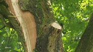 Ein beschädigter Baum, der von einem Blitz getroffen wurde. © Screenshot 