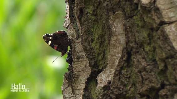 Ein Schmetterling auf einem Baumstamm. © Screenshot 
