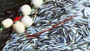 Viele Fische, gefangen im Netz. © Screenshot 