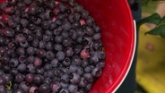 In einem roten Eimer lagern frisch gepflückte Heidelbeeren. © Screenshot 
