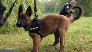 Ein Schäferhund im Welpenalter beim Polizeitraining © Screenshot 