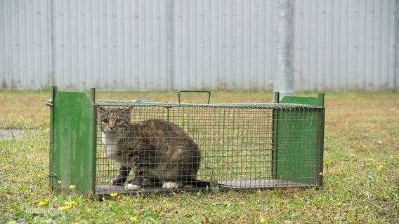 Eine Katze sitzt in einer Falle © Screenshot 