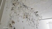 Eine stark verschimmelte Hauswand © Screenshot 