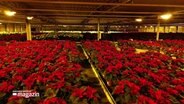 Eine Halle voller Weihnachtssterne. © Screenshot 