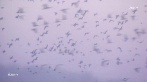 Ein Vogelschwarm in der Luft. © Screenshot 
