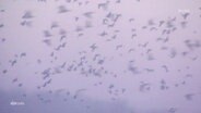Ein Vogelschwarm in der Luft. © Screenshot 
