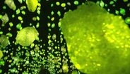 Eine Lichtinstallation der Künstlerin Pipilotti Ris. © Screenshot 