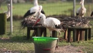 Ein Storch an einer Trinkstelle. © Screenshot 