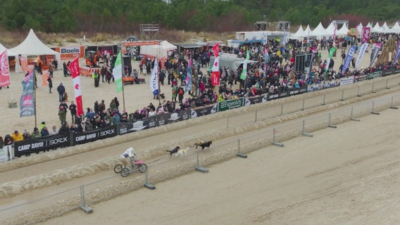 Ein Hundegespann am Strand von Heringsdorf beim Schlittenhunderennen "Baltic Lights". © Screenshot 