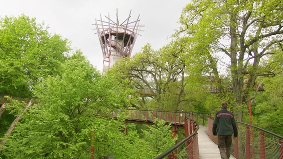 Über Bäume ragt der zackige Turm des Baumwipfelpfades von Ivenack hinaus. © Screenshot 