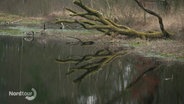 In einem Moorgebiet befinden sich einige Wildgänse an einem kleineren Bach neben einem abgebrochenen Baumstamm. © Screenshot 