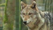 Ein Wolf © Screenshot 