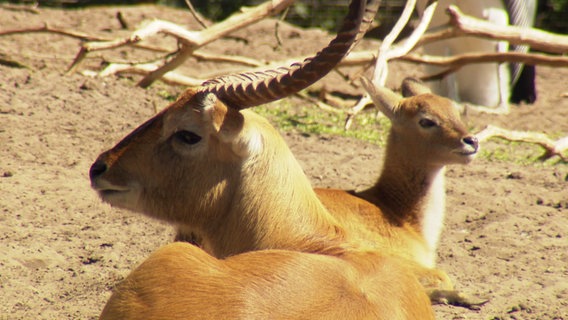Ein Wasserbock mit einem Jungtier liegt in der Sonne. © Screenshot 