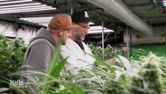 Szennen aus einem legalen Cannabis-Club zeigen den Anbau der Pflanze. © Screenshot 