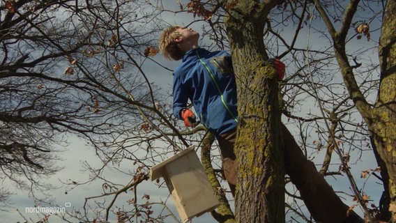 Ein Junge hängt einen Nistkasten im Baum auf. © Screenshot 