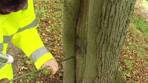 Ein Metallstab sticht in einen Baum. © Screenshot 