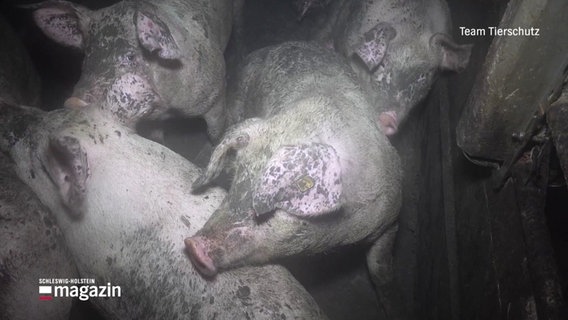 Schweine stehen dichtgedrängt in einem Stall. © Screenshot 