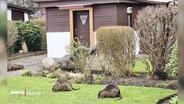 Zwei Nutrias in einem Garten. © Screenshot 