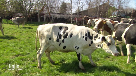 Eine Kuh hüpft auf einer grünen Wiese. © Screenshot 