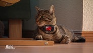 Ein Kater mit rotem Halsband liegt auf dem Fußboden. © Screenshot 