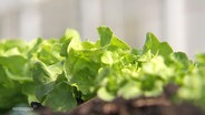 Mehrere Salatköpfe wachsen in einem Beet. © Screenshot 