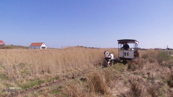 Christian Roll und sein Pferd Tamme auf ders Museumspferdebahn Spiekeroog. © Screenshot 