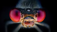 Eine Makroaufnahme zeigt den Kopf eines Insekts mit roten Facettenaugen. © Screenshot 
