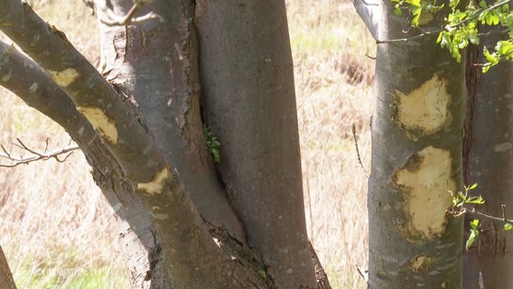 Ein Baum weist Unfallspuren auf. © Screenshot 