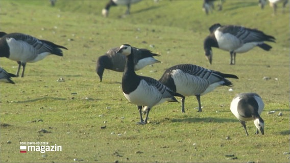 Gänse rasten auf einer Wiese. © Screenshot 