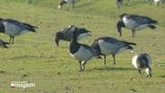 Gänse rasten auf einer Wiese. © Screenshot 