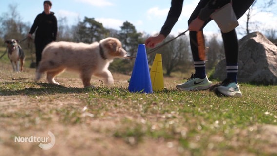 Ein Hund läuft durch einen Hütchen-Parcours. © Screenshot 