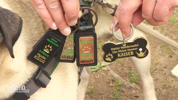 Jemand hält unterschiedliche Wanderabzeichen für Hunde hoch, die am Geschirr des Vierbeiners befestigt werden können. © Screenshot 