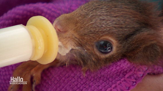 Ein Eichhörnchen wird mit Hilfe einer Spritze gefüttert. © Screenshot 
