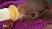 Ein Eichhörnchen wird mit Hilfe einer Spritze gefüttert. © Screenshot 