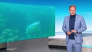 Moderator Thilo Tautz © Screenshot 
