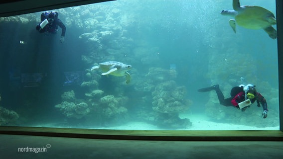 Zwei Taucher reinigen die Scheibe eines Aquariums. © Screenshot 