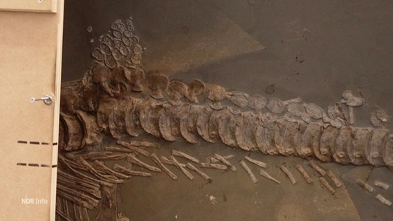 Ausschnitt des in Stein gefassten Fischsaurier-Fossils. © Screenshot 