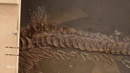 Ausschnitt des in Stein gefassten Fischsaurier-Fossils. © Screenshot 