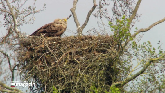 Ein Seeadler sitzt auf dem Rand seines Horstes. © Screenshot 