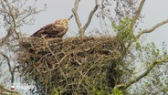 Ein Seeadler sitzt auf dem Rand seines Horstes. © Screenshot 