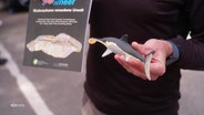 Ein Mann hält ein Modell eines Fischsauriers in der Hand. © Screenshot 