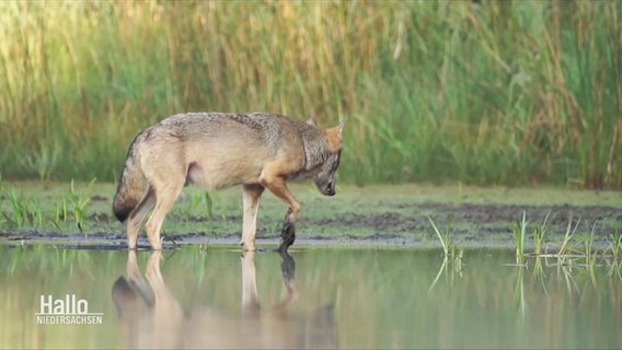 Ein Wolf steht an einem Fluss. © Screenshot 