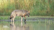 Ein Wolf steht an einem Fluss. © Screenshot 
